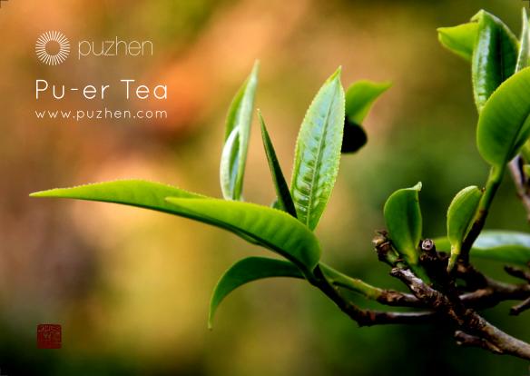 Puzhen pu-er tea