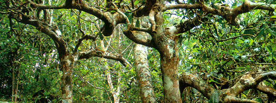 Pu-er tea trees
